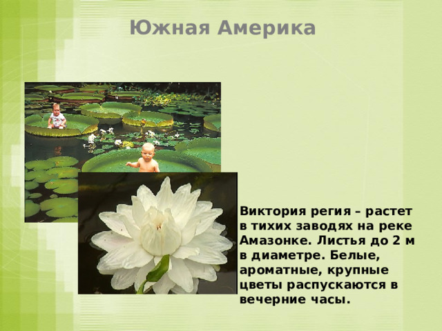 Южная Америка Виктория регия – растет в тихих заводях на реке Амазонке. Листья до 2 м в диаметре. Белые, ароматные, крупные цветы распускаются в вечерние часы . 