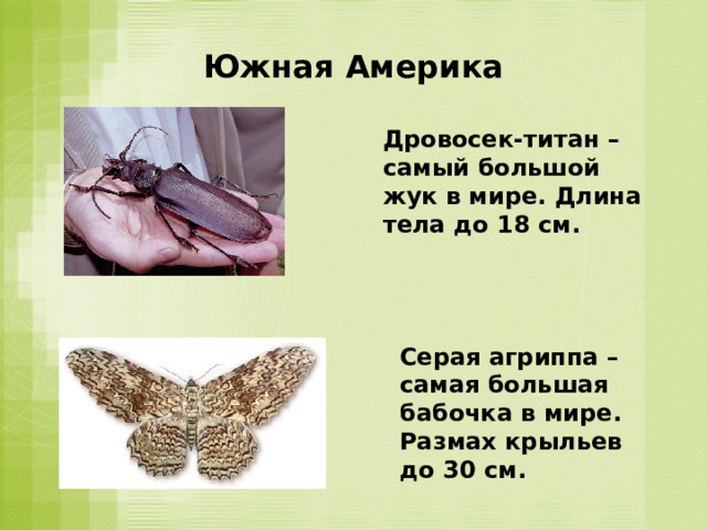 Южная Америка Дровосек-титан – самый большой жук в мире. Длина тела до 18 см. Серая агриппа – самая большая бабочка в мире. Размах крыльев до 30 см. 