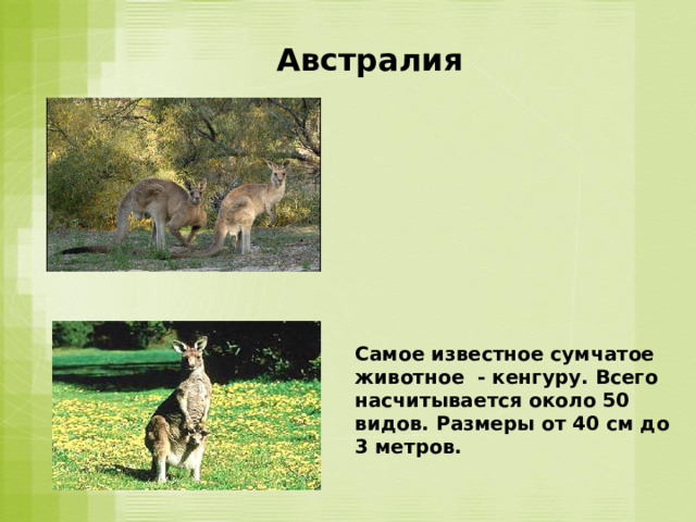 Австралия Самое известное сумчатое животное - кенгуру. Всего насчитывается около 50 видов. Размеры от 40 см до 3 метров. 