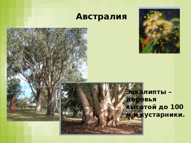 Австралия Эвкалипты –  деревья высотой до 100 м и кустарники. 