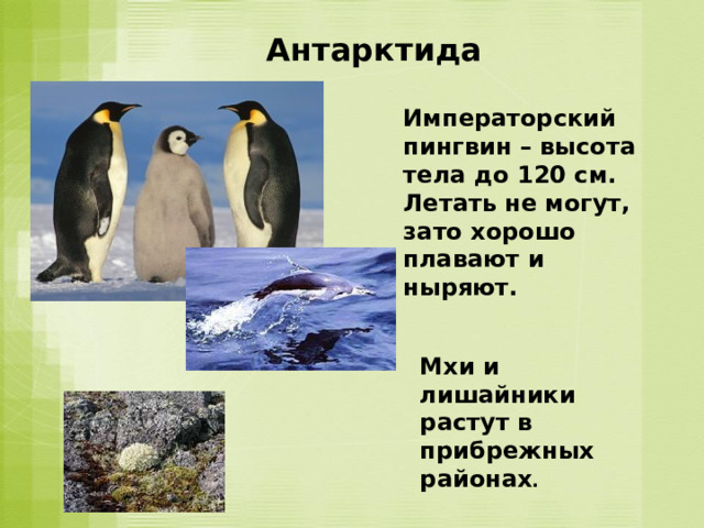 Антарктида Императорский пингвин – высота тела до 120 см. Летать не могут, зато хорошо плавают и ныряют. Мхи и лишайники растут в прибрежных районах . 