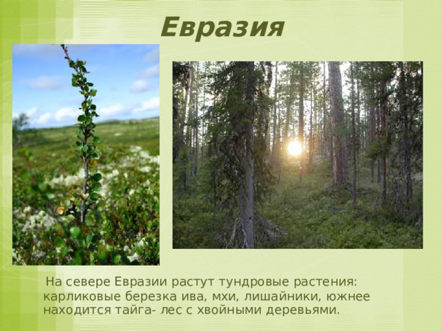 Евразия  На севере Евразии растут тундровые растения: карликовые березка ива, мхи, лишайники, южнее находится тайга- лес с хвойными деревьями. 