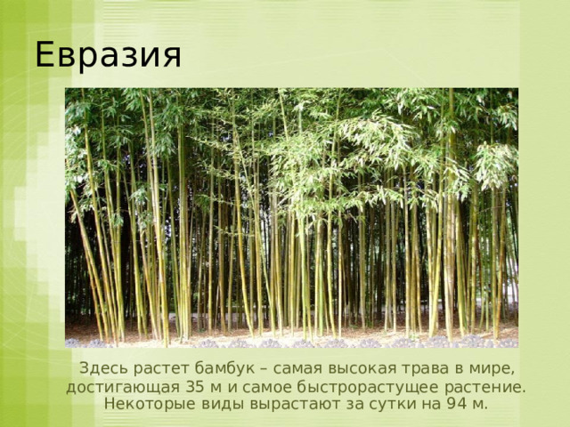 Евразия  Здесь растет бамбук – самая высокая трава в мире, достигающая 35 м и самое быстрорастущее растение. Некоторые виды вырастают за сутки на 94 м. 