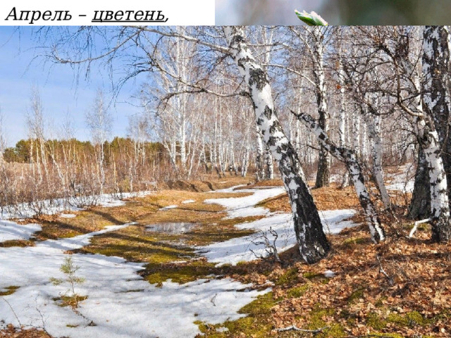 Апрель – цветень , снегогон 