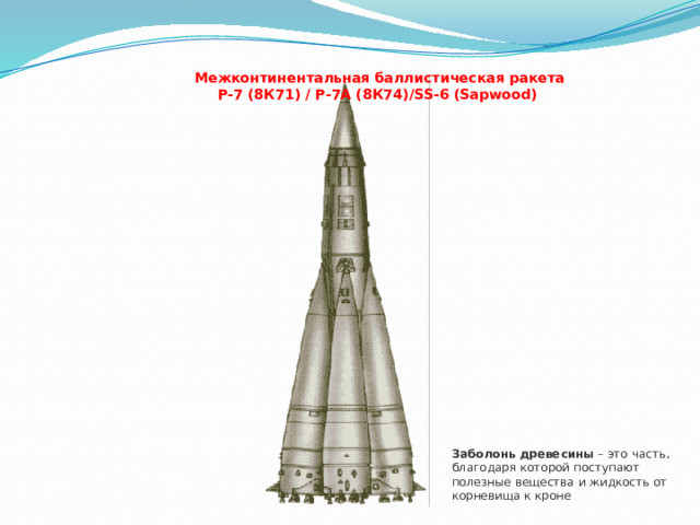 Межконтинентальная баллистическая ракета  Р-7 (8К71) / Р-7А (8К74)/SS-6 (Sapwood)    Заболонь   древесины  – это часть, благодаря которой поступают полезные вещества и жидкость от корневища к кроне 