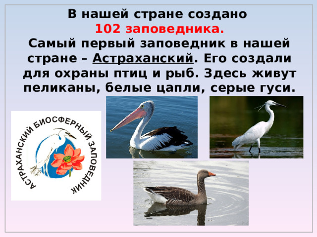 В нашей стране создано  102  заповедника.  Самый первый заповедник в нашей стране – Астраханский . Его создали для охраны птиц и рыб. Здесь живут пеликаны, белые цапли, серые гуси. 