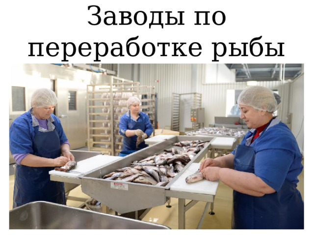 Заводы по переработке рыбы 