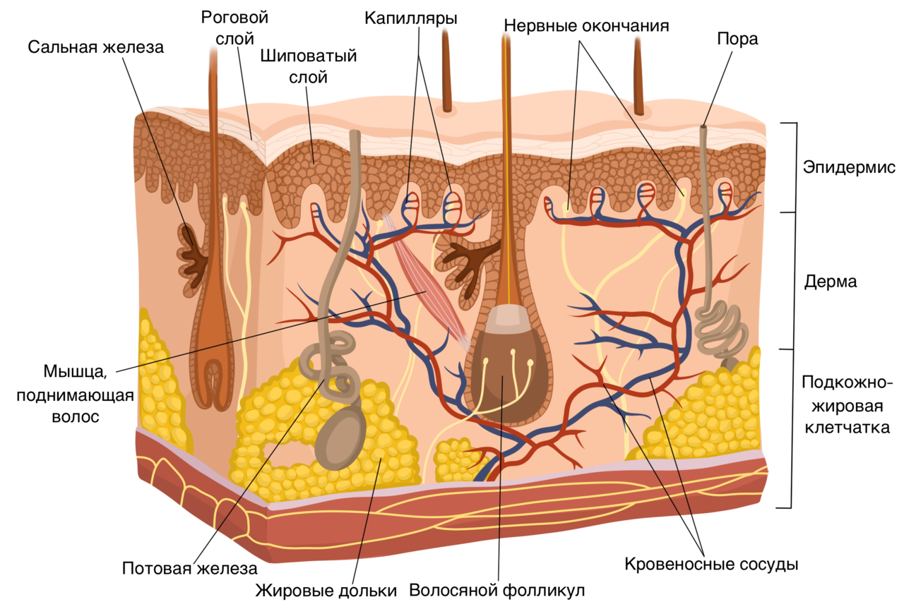 Эпидермис дерма подкожная жировая клетчатка. Кожа схема эпидермис дерма. Слой кожи 1)  эпидермис 2)  дерма. Эпидермис дерма гиподерма строение.