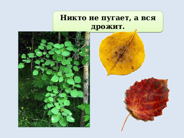 Никто не пугает а вся дрожит загадка. Городчатый край листа. Край листа пильчато-городчатый. Зубчатый и пильчатый край листа. Листья клена рябины дуба березы.