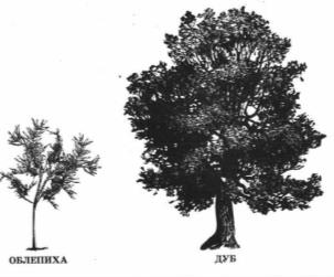 На рисунке изображены облепиха и дуб. Высота дуба. Вопрос к ответу дуб. Высота дуба и человека. Высота дуба и человека рядом.