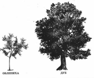На рисунке изображены облепиха и дуб высота облепихи равна 6 м какова примерная высота дуба