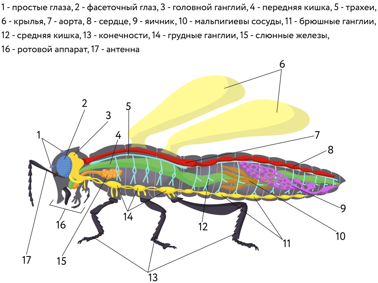 Тело насекомых состоит из. Дыхательная система насекомых кузнечик. Выделительная система насекомых 7 класс. Нервная система насекомых. Акрон насекомых.