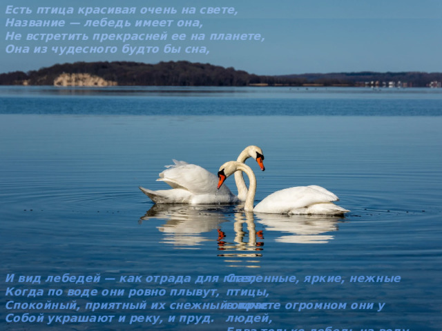Есть птица красивая очень на свете, Название — лебедь имеет она, Не встретить прекрасней ее на планете, Она из чудесного будто бы сна, Степенные, яркие, нежные птицы, И вид лебедей — как отрада для глаз, в почете огромном они у людей, Когда по воде они ровно плывут, Едва только лебедь на воду садится, Спокойный, приятный их снежный окрас Собой украшают и реку, и пруд. Все взгляд на него переводят скорей. 