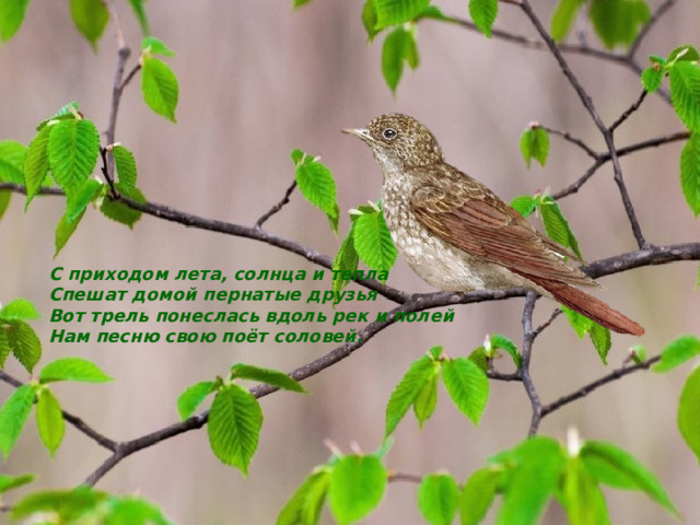 С приходом лета, солнца и тепла Спешат домой пернатые друзья Вот трель понеслась вдоль рек и полей Нам песню свою поёт соловей. 