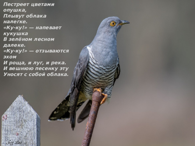  Пестреет цветами опушка, Плывут облака налегке. «Ку-ку!» — напевает кукушка В зелёном лесном далеке. «Ку-ку!» — отзываются эхом И роща, и луг, и река. И вешнюю песенку эту Уносят с собой облака. 