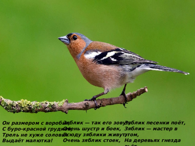 Он размером с воробья, С буро-красной грудкой, Трель не хуже соловья Выдаёт малютка! Зяблик — так его зовут, Зяблик песенки поёт, Очень шустр и боек, Зяблик — мастер в этом, Всюду зяблики живут, На деревьях гнезда вьёт Очень зяблик стоек, И живёт в них летом. 