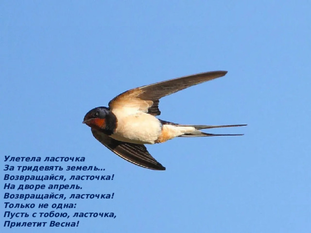 Улетела ласточка За тридевять земель… Возвращайся, ласточка! На дворе апрель. Возвращайся, ласточка! Только не одна: Пусть с тобою, ласточка, Прилетит Весна! 