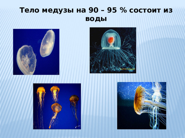 Тело медузы на 90 – 95 % состоит из воды 