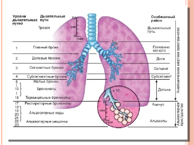 Бронхи латинское название местоположение функции таблица Презентация Курение - Всем учителям - Презентации - 7 класс
