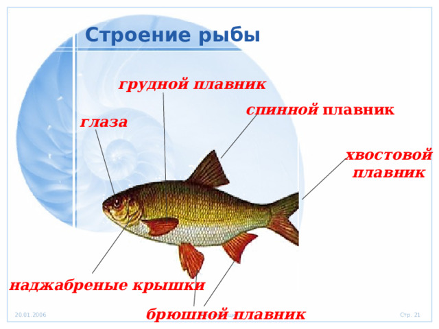 Строение рыбы грудной плавник спинной  плавник глаза хвостовой плавник наджабреные крышки  брюшной  плавник 