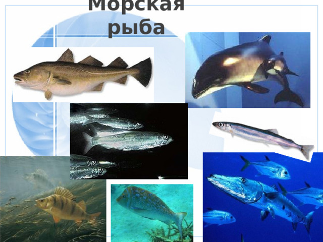 Морская рыба 