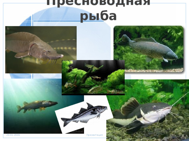 Пресноводная рыба 