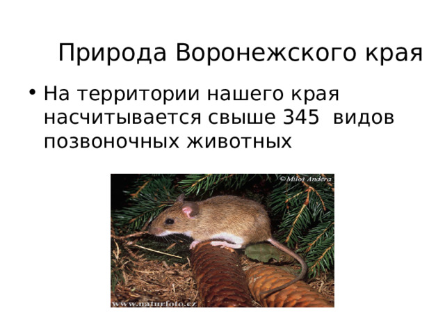 Природа Воронежского края На территории нашего края насчитывается свыше 345 видов позвоночных животных 