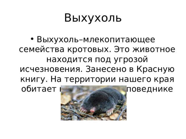 Выхухоль Выхухоль–млекопитающее семейства кротовых. Это животное находится под угрозой исчезновения. Занесено в Красную книгу. На территории нашего края обитает в Хоперском заповеднике 
