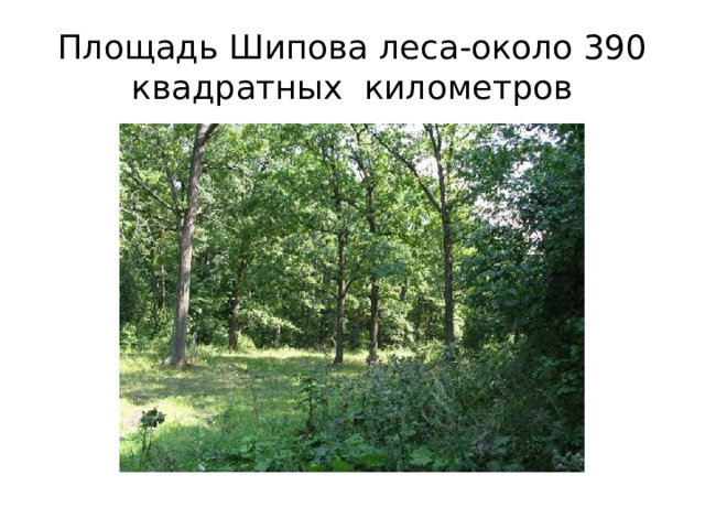 Площадь Шипова леса-около 390 квадратных километров 