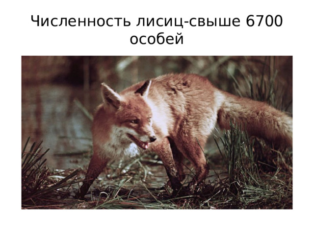 Численность лисиц-свыше 6700 особей 