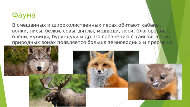 Фауна В сме­шан­ных и ши­ро­ко­лист­вен­ных лесах оби­та­ют ка­ба­ны, волки, лисы, белки, совы, дятлы, мед­ве­ди, лоси, бла­го­род­ные олени, ку­ни­цы, бу­рун­ду­ки и др. По срав­не­нию с тай­гой, в этих при­род­ных зонах по­яв­ля­ет­ся боль­ше зем­но­вод­ных и пре­смы­ка­ю­щих­ся. 