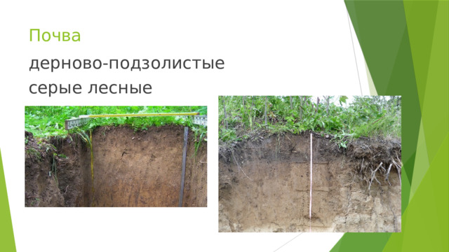 Почва дер­но­во-под­зо­ли­стые серые лес­ные 