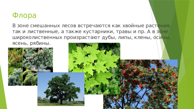 Флора В зоне смешанных лесов встре­ча­ют­ся как хвой­ные рас­те­ния, так и лист­вен­ные, а также ку­стар­ни­ки, травы и пр. А в зоне широколиственных про­из­рас­та­ют дубы, липы, клены, осины, ясень, ря­би­ны. 
