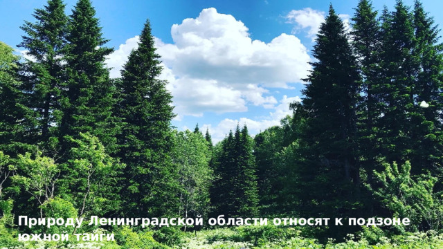 Природу Ленинградской области относят к подзоне южной тайги 