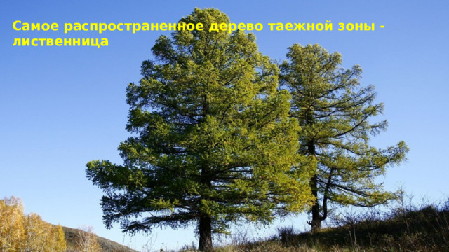Самое распространенное дерево таежной зоны - лиственница 