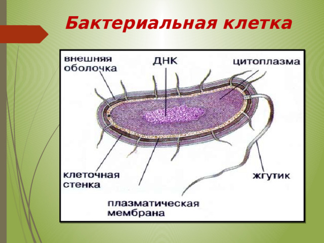 Бактериальная клетка 