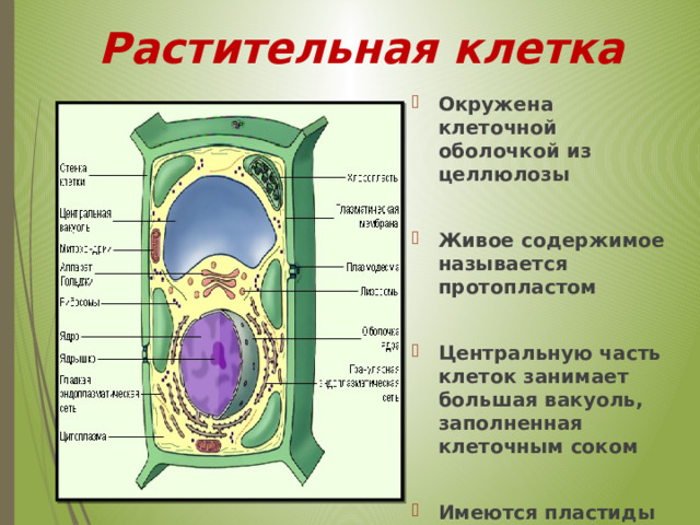 Растительная клетка Окружена клеточной оболочкой из целлюлозы  Живое содержимое называется протопластом  Центральную часть клеток занимает большая вакуоль, заполненная клеточным соком  Имеются пластиды  