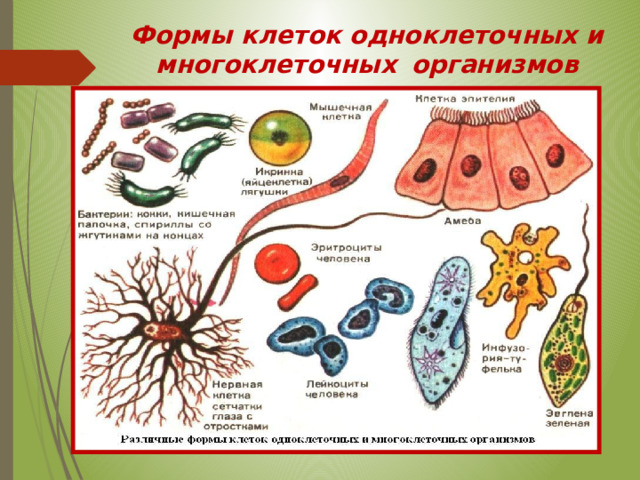 Формы клеток одноклеточных и многоклеточных  организмов 