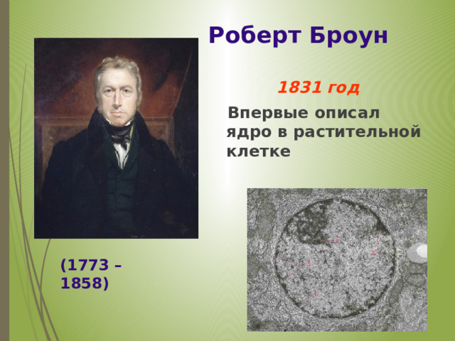 Роберт Броун 1831 год   Впервые описал ядро в растительной клетке (1773 – 1858) 