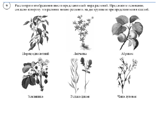 Первые видоизмененные листья цветковых растений называются семядолями. ВПР по биологии 7 класс растения. Задания по биологии 7 класс растительные сообщества. Задания на определение класса растений. ВПР биология 7 класс растения.