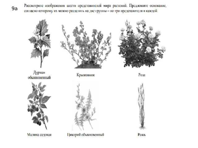 Рисунок рост у растений ВПР 6 класс.