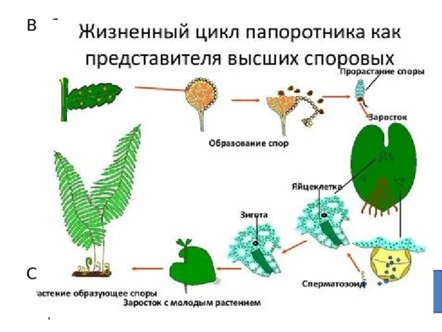 Рассмотрите рисунки определите тип развития каждого животного впишите номера в таблицу