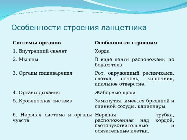 Особенности строения ланцетника Системы органов Особенности строения 1. Внутренний скелет Хорда 2. Мышцы В виде ленты расположены по бокам тела 3. Органы пищеварения Рот, окруженный ресничками, глотка, печень, кишечник, анальное отверстие. 4. Органы дыхания Жаберные щели. 5. Кровеносная система Замкнутая, имеется брюшной и спинной сосуды, капилляры. 6. Нервная система и органы чувств Нервная трубка, расположенная над хордой, светочувствительные и осязательные клетки. 