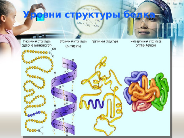 Уровни структуры белка 