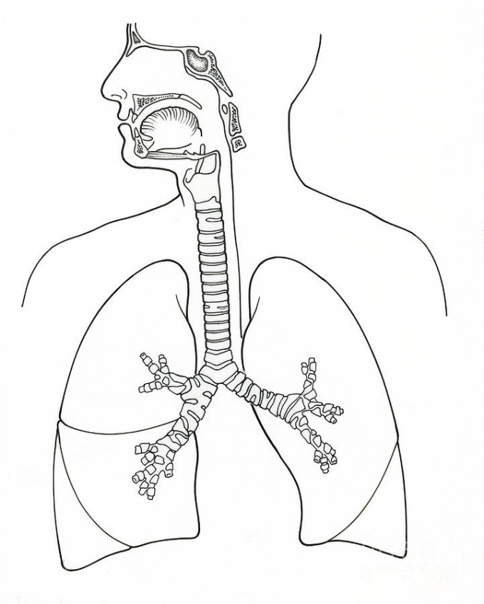 Строение органов дыхания картинка