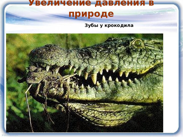 Увеличение давления в природе Зубы у крокодила 