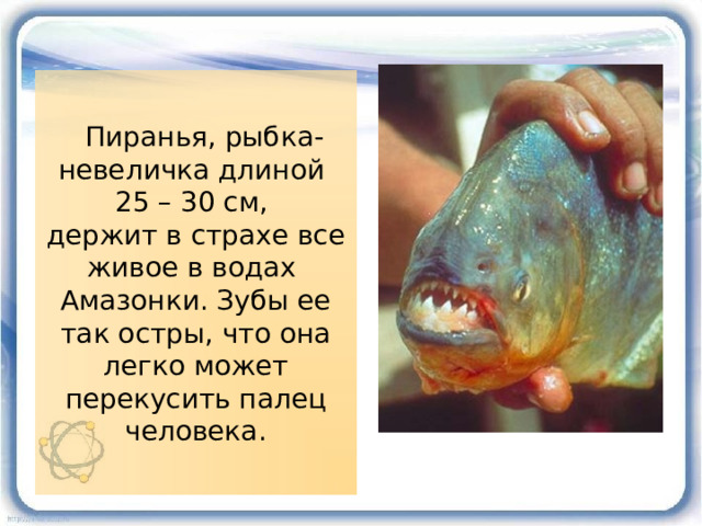  Пиранья, рыбка-невеличка длиной  25 – 30 см,  держит в страхе все живое в водах Амазонки. Зубы ее так остры, что она легко может перекусить палец человека. 