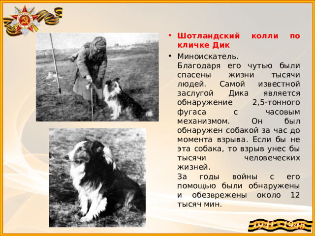 Шотландский колли по кличке Дик  Миноискатель.   Благодаря его чутью были спасены жизни тысячи людей. Самой известной заслугой Дика является обнаружение 2,5-тонного фугаса с часовым механизмом. Он был обнаружен собакой за час до момента взрыва. Если бы не эта собака, то взрыв унес бы тысячи человеческих жизней.   За годы войны с его помощью были обнаружены и обезврежены около 12 тысяч мин.  