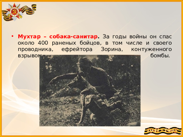 Мухтар – собака-санитар . За годы войны он спас около 400 раненых бойцов, в том числе и своего проводника, ефрейтора Зорина, контуженного взрывом бомбы.    