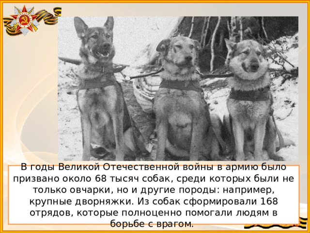 В годы Великой Отечественной войны в армию было призвано около 68 тысяч собак, среди которых были не только овчарки, но и другие породы: например, крупные дворняжки. Из собак сформировали 168 отрядов, которые полноценно помогали людям в борьбе с врагом. 